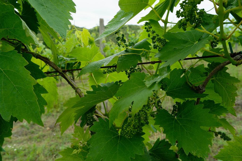 סן ג'ימיניאנו Il Borghetto Tuscan Holidays מראה חיצוני תמונה